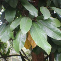 Baccaurea motleyana (Müll.Arg.) Müll.Arg.